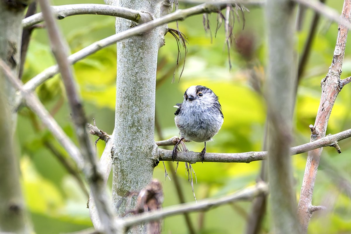 One very cute Long Tailed Tit, taken at Cardiff Bay Wetlands near St Davids Hotel. #twitternaturecommunity #twitternaturephotography