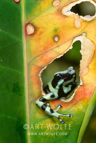 #SavethefrogsDay Green and black poison frog (Dendrobates auratus), Bocas del Toro Province, Panama
IUCN Red List Status: Decreasing Population

#ExploreCreateInspire #CanonLegend #frogphotography #Conservationphotography #potd
