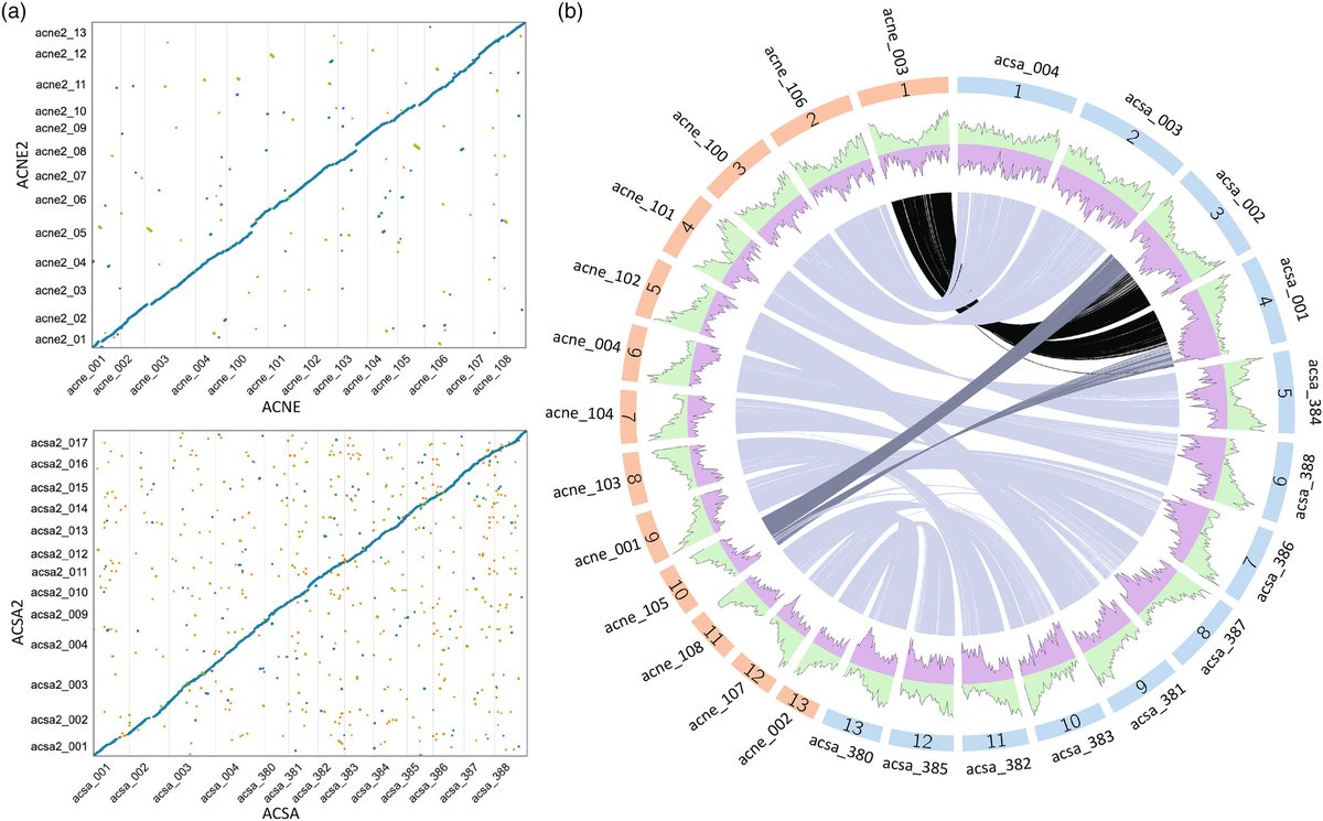 New reference genomes for two maple species from a combination of Nanopore and Illumina sequencing - including whole genome DNA methylation analysis and associations with long repeat elements and nutrient stress candidate genes by @slmcevoy @JillWegrzyn doi.org/10.1111/eva.13…