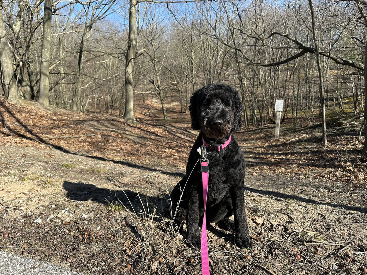 Hi @KristiNoem! 👋Barb Byrum, here! This is my Puppers. She isn't good at hunting, but I love her and she doesn't deserve to be shot at the gravel pit, like you did to your dog. Just a reminder that abuse of animals is a leading predictor of violent crimes against humans.