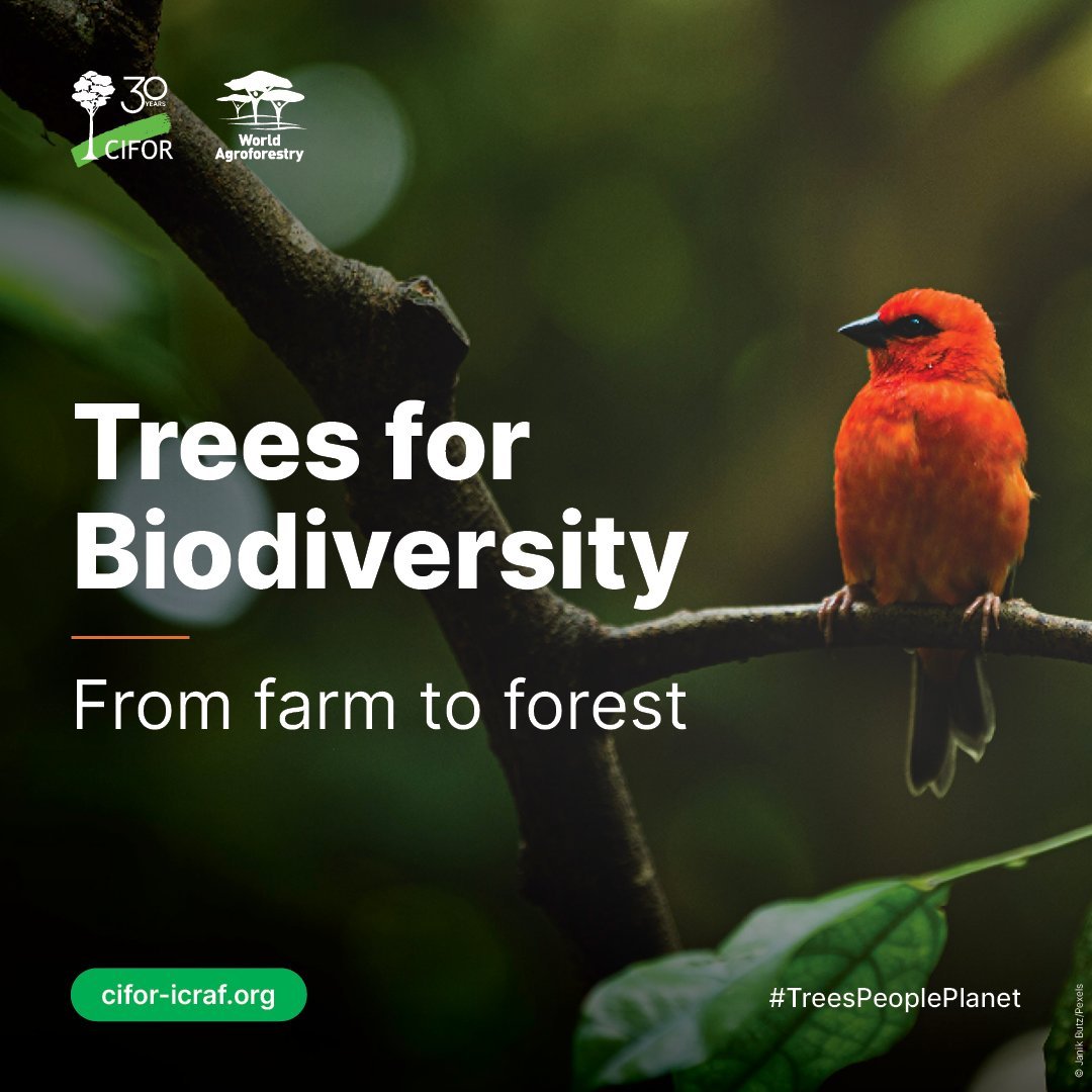Protecting &amp; restoring biodiversity has these benefits:
👇Maintain ecosystem goods &amp; services, healthy diets, clean air &amp; water, flood control, fertile soils, &amp; pollination.
Yet, the world is losing this at an alarming &amp; accelerating rate.
🔗 bit.ly/3EDyfGI
<a href="/CIFOR_ICRAF/">CIFOR-ICRAF</a>
