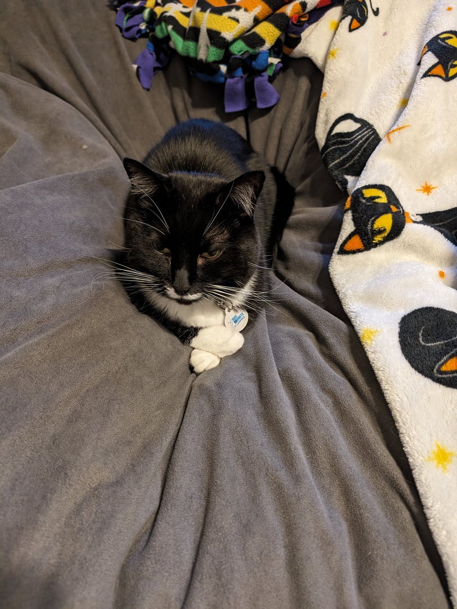 Tempora with his paws crossed! ✨🐈‍⬛🩷✨ #tuxedocats