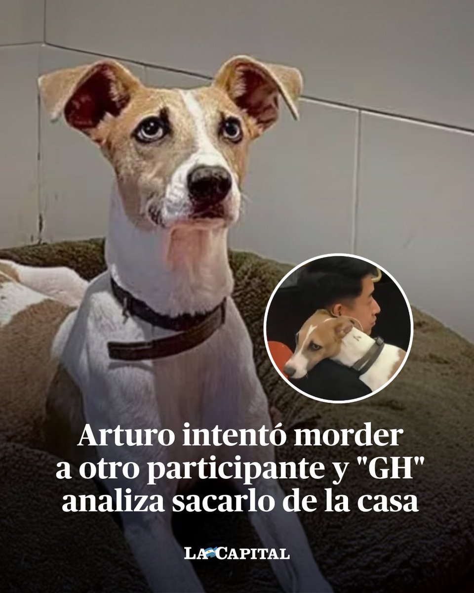 🫣 Algunas reacciones de Arturo, el perro de la edición de 'Gran Hermano 2024', generaron preocupación y los productores del reality tuvieron que intervenir. 🔎 Desde que ingresó a la casa de GH, Arturo de inmediato escogió a Martín Ku como su humano favorito. El perrito generó…