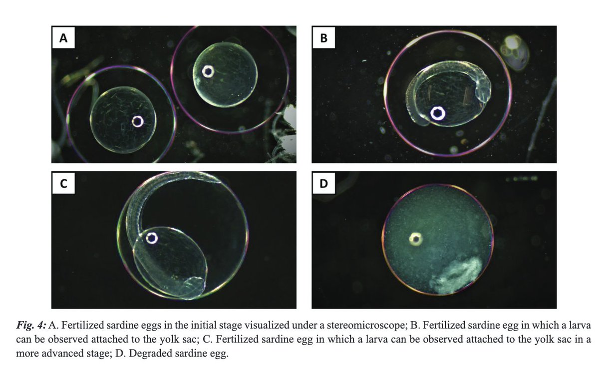 FRIGOLA-TEPE, X., PÉREZ-BIELSA, N., CABALLERO-HUERTAS, M., OLLÉ-VILANOVA, J., MUÑOZ, M., & VIÑAS, J. A new threat to Sardina pilchardus in the northwestern Mediterranean: Genetic validation of the presence of lethal parasites in pelagic eggs and ovaries. doi.org/10.12681/mms.3…