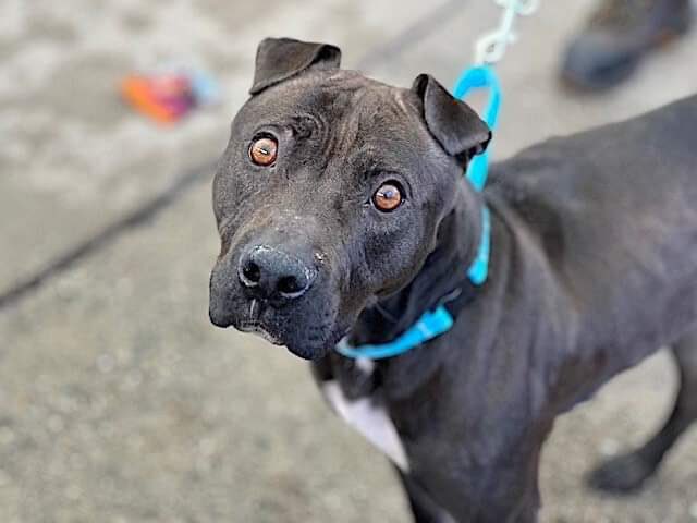 ❤️🎉🎊🥳🎈GRACIE is Reserved! This sweet girl will never be scared again and always have a belly full of food! Thank you all for giving her a second chance 🐾🙏 Please wait for freedom info from @TAPNYACC or pulling rescue to honor pledges! Happy tails GRACIE ❤️🙏🎉🥳🎊🐾🎈