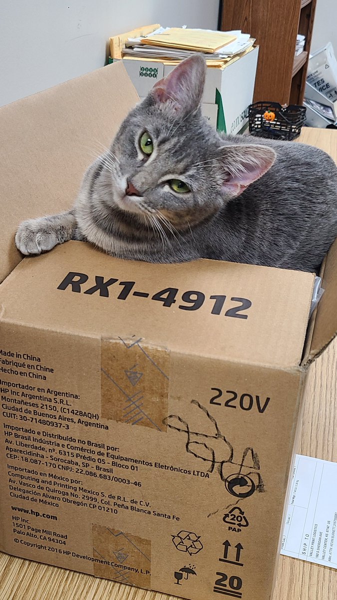 ValleyPL's tweet image. #OfficeCat