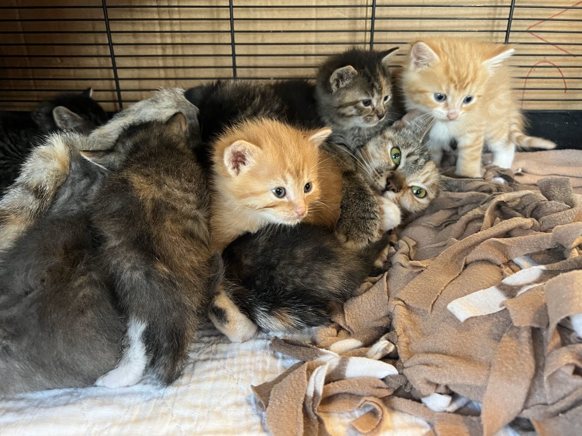 You probably can't count them all - but here is Momma (Princess McFluffer) taking care of her litter of 9 kittens! She is such a good Mom, they are all doing great!! #mom #momma #cat #kittens #fosteringsaveslives
