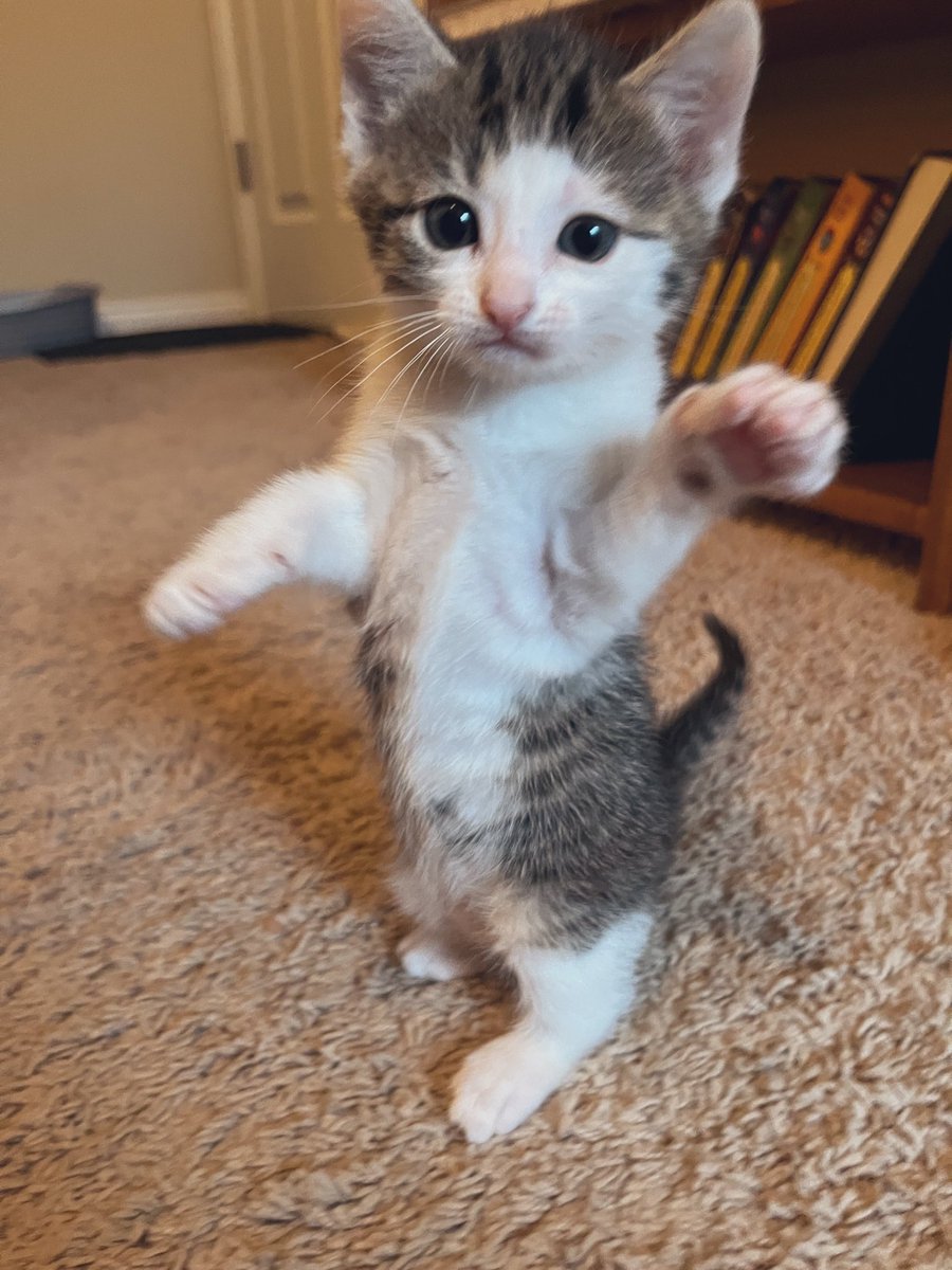 And now, we shall dance. 💃🏽 #Butter #Kittens #CatsOfTwitter