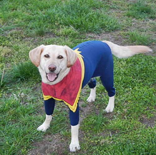 #FurryFriday:
#NationalSuperheroDayIsComing April 28 #NationalSuperheroDay #Superhero #Superheroes #Comics #MarvelComics #MCU #DCComics #DCUniverse #Hero #Heroes #Dog #Dogs #DogsInCostumes #CaptainMarvel