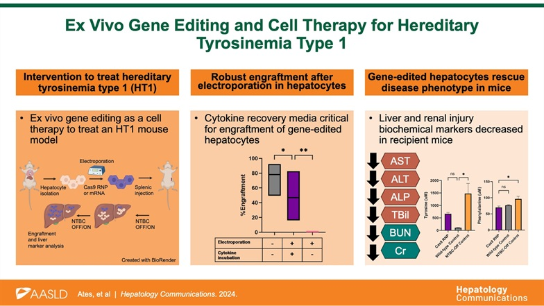 Liver transplant is a form a gene therapy for some rare inherited conditions Today in @HepCommJournal, we report on the promise of gene editing and cellular therapy for Hereditary Tyrosinemia in mice. The cells were injected into the spleen journals.lww.com/hepcomm/fullte… #livertwitter