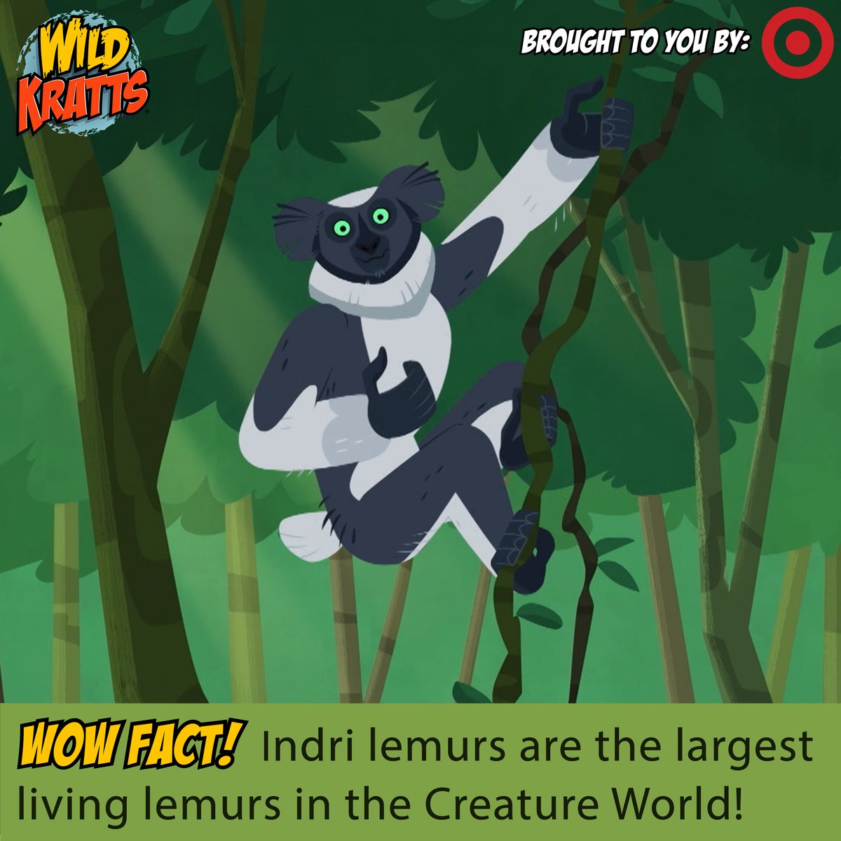 The indri: the world's largest living lemur! Indri are not only the largest living lemur, weighing between 13-21lbs and measuring 25-28 inches in length, but they also have one of the longest thumb toes in in the entire Creature World! Their giant hand-like feet with those long