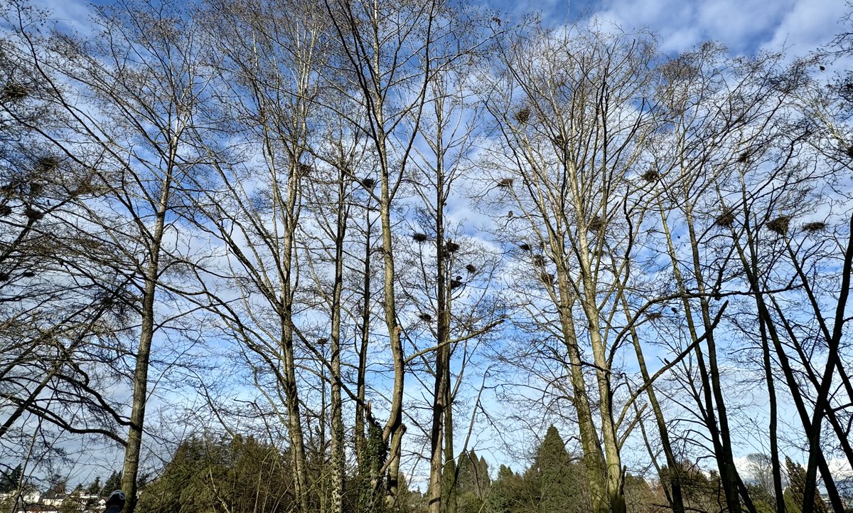 Happy #ArborDay! Every tree is important. The Alder trees at Commodore Park don't look like anything special - but they are home to Seattle's largest Great Blue Heron Colony (65 nests this year!) - and a vital part of the ecosystem - an estuary between saltwater and freshwater.