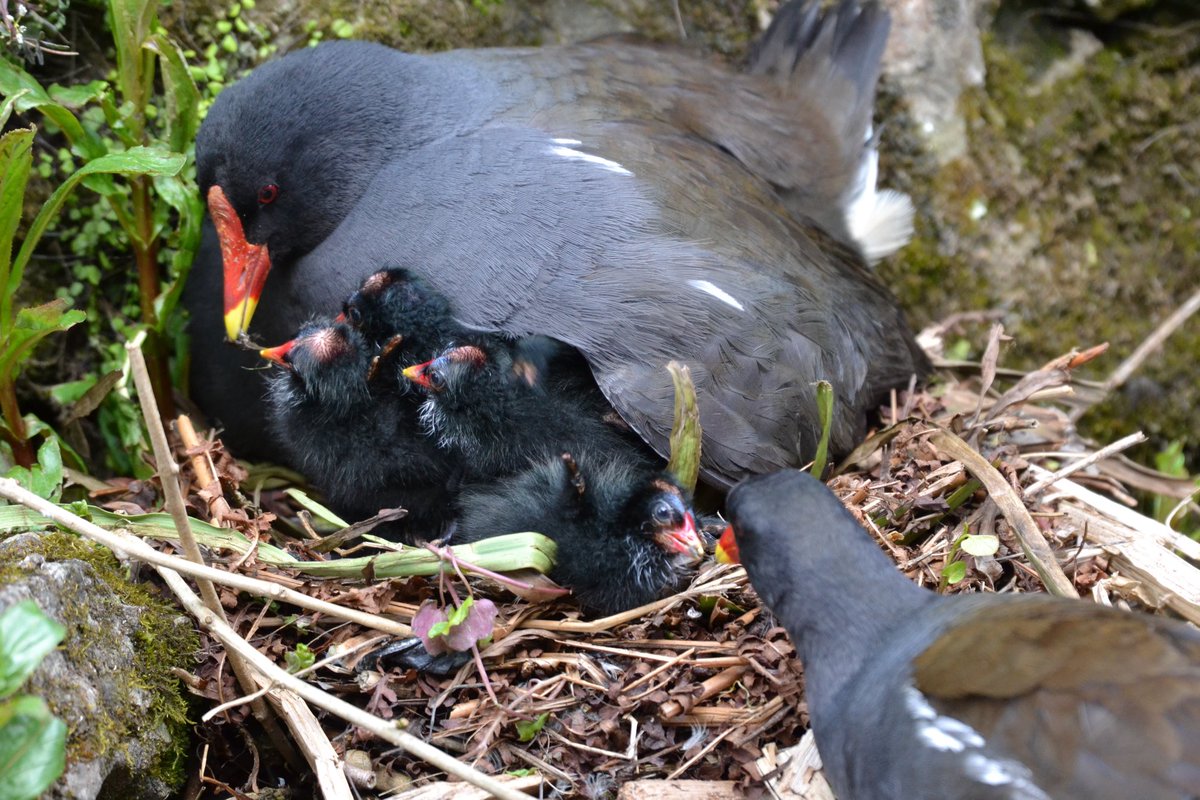 A proud Mr & Mrs Moorhen with their beautiful babies 😊