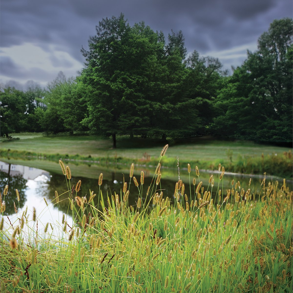 Get insights on Control of Yellow and Knotroot Foxtail in Southern Turfgrass in @MSTurfAssoc magazine > theturfzone.com/mta/?ascat=73&…