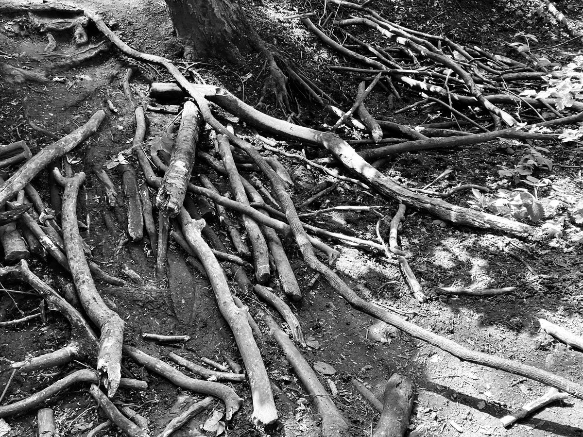 Logs & sticks placed on a path by walkers in Wanstead Park from when the path was too muddy to walk on. A kind of palimpsest from the weeks of rain, left behind by strangers who added to it as needed.

#walking #pathways #wansteadpark #walkers #rain #mud #muddlingthrough