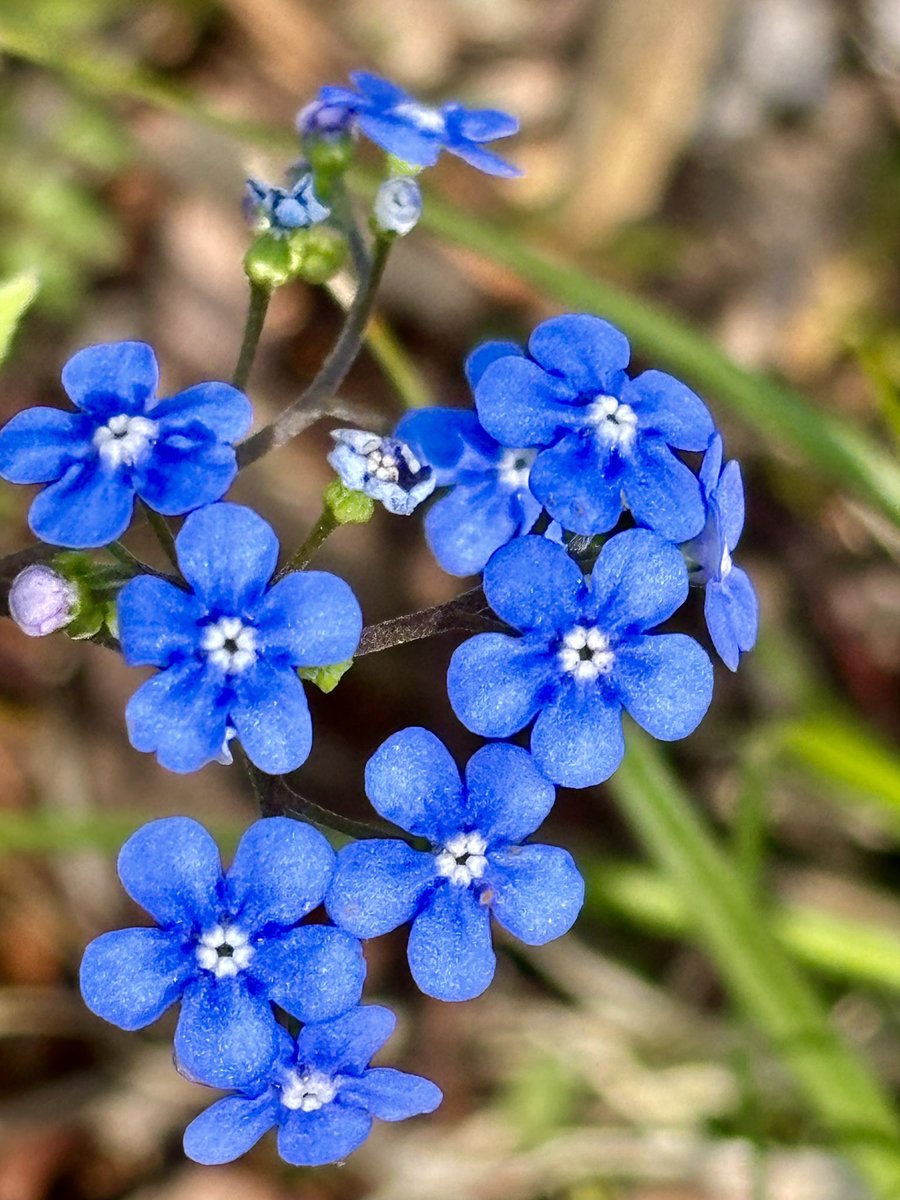 The weekend blues

#wildflowers #flowers #garden #NaturePhotography #Friday