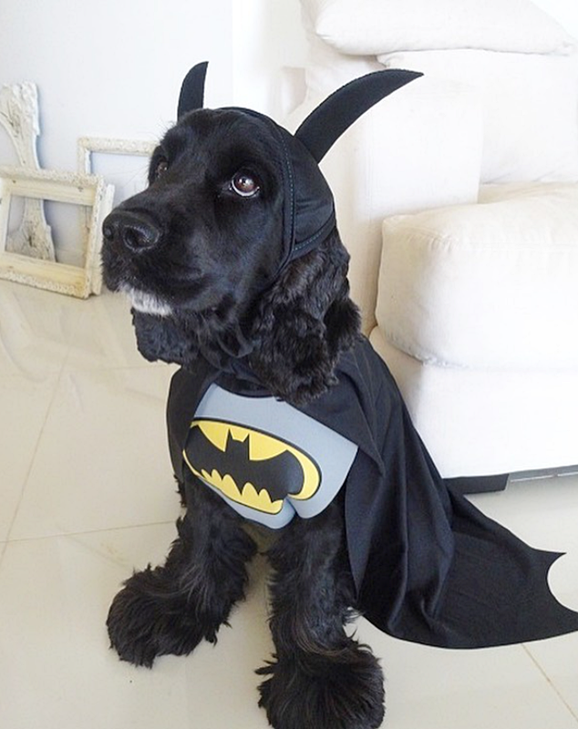 #FurryFriday:
#NationalSuperheroDayIsComing April 28 #NationalSuperheroDay #Superhero #Superheroes #Comics #MarvelComics #MCU #DCComics #DCUniverse #Hero #Heroes #Dog #Dogs #DogsinCostumes #BlackDog #CockerSpaniel #Batman - Photo by luke.theminicocker