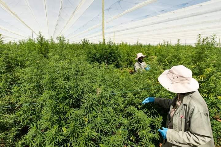 Lesotho's 🇱🇸 Marijuana Exportation to hit US$3.67m this year

Kingdom of Lesotho exported estimated 8.5 tones of medicinal marijuana to North Macedonia.

It is the world's largest single legal cannabis export so far.

Lesotho export in Marijuana is expected to see significant…