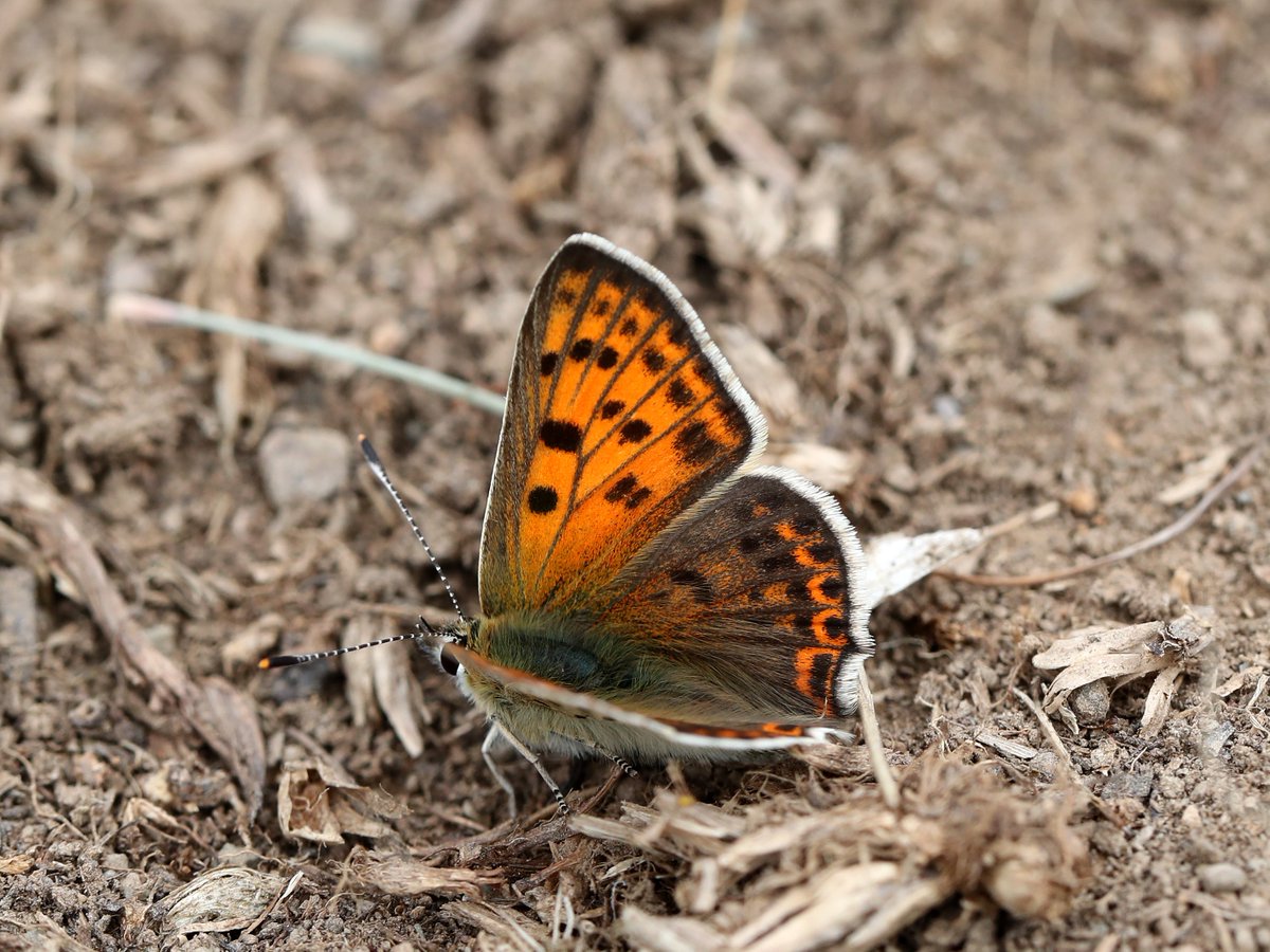 One of several confiding Iberian Sooty Coppers enjoyed today by our guests on our Spring Butterflies of Central & Northern Spain tour. We're now in the Spanish Pyrenees for the next couple of days - looking forward to seeing what we find.