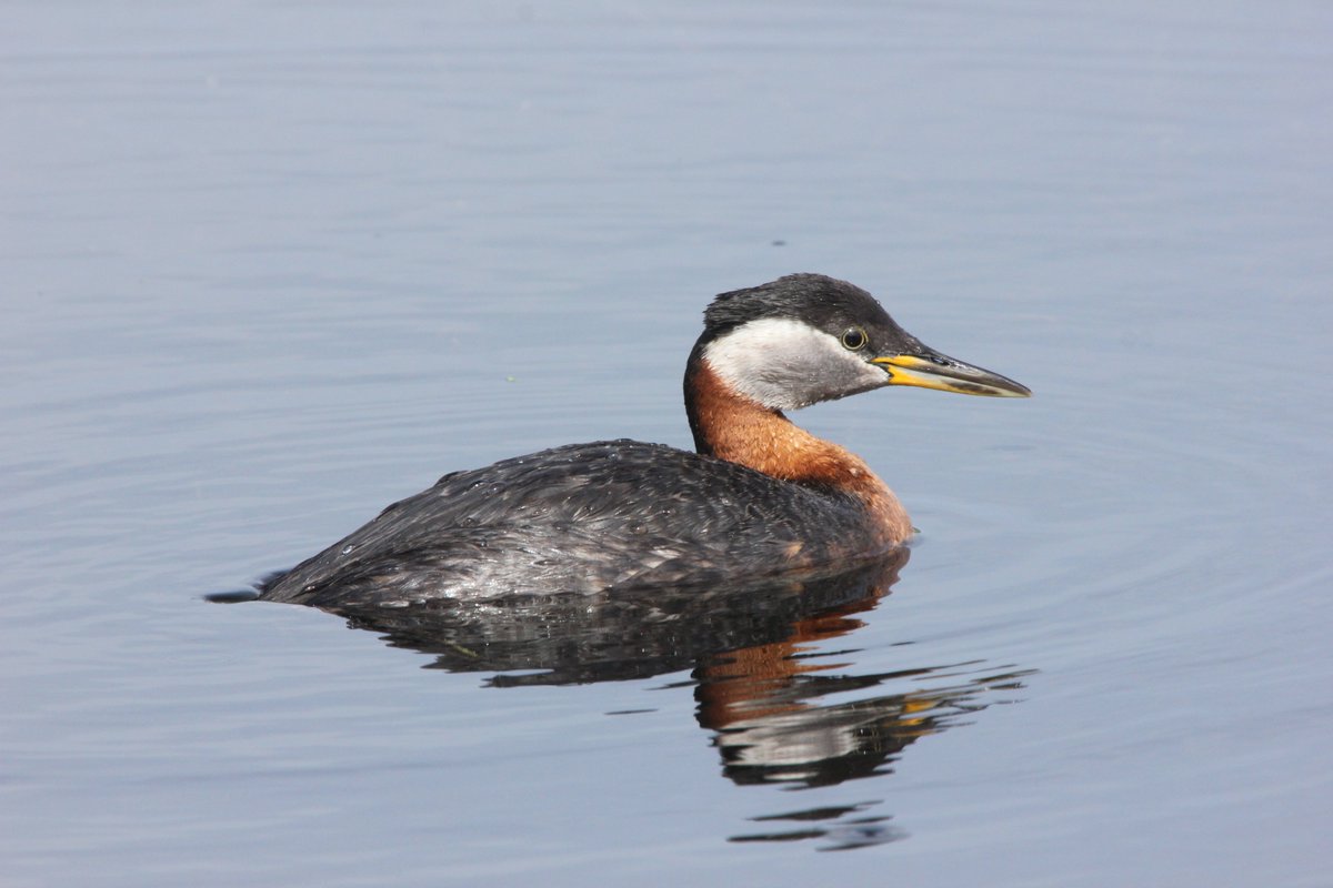 Willow English tweet media