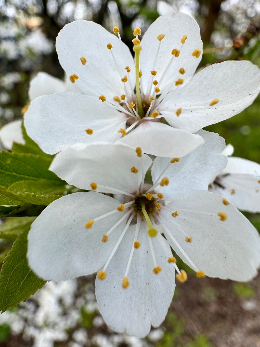 Compassion and tolerance are not a sign of weakness, but a sign of strength 😊

Dalai Lama

#Compassion #tolerance #strength #DalaiLama #Blossom