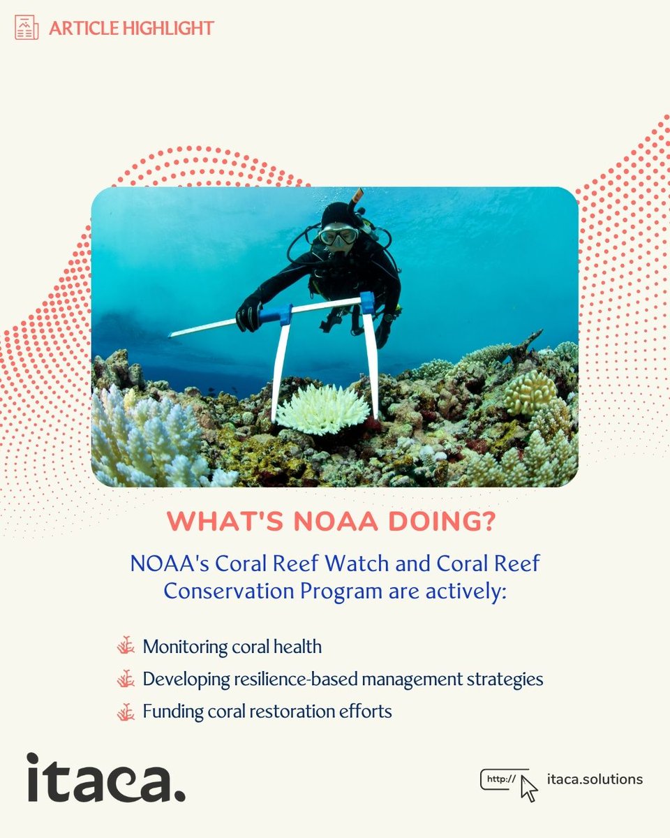 🌊Our oceans are experiencing the 4th global coral bleaching event on record. This is a major threat to these vital ecosystems.

Read the article:📢 bit.ly/4aQNzPk

@LauraCanevari

#CoralReefs #ClimateChange #ItacaNetwork