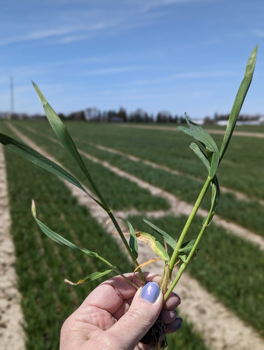 3-4 tillers for our winter wheat plots in Palmerston #ontag location. #movingalong #wheat @thewheatteam #CMSeeds #SeriousAboutWheat