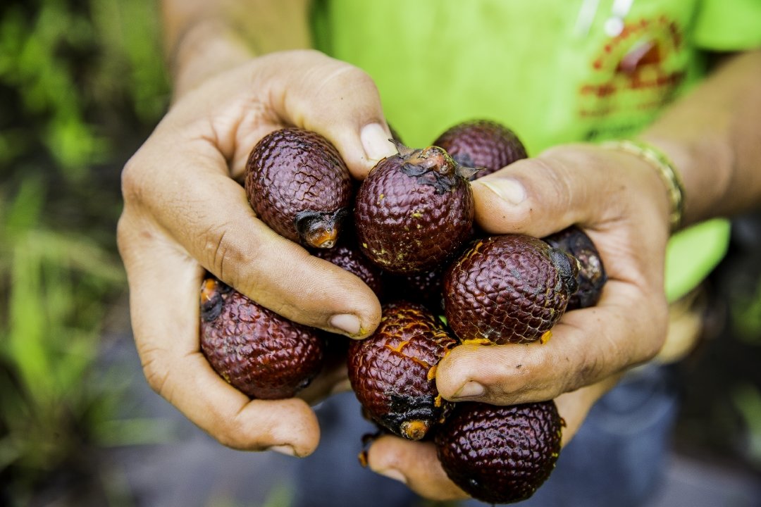 Superfoods, Supermarkets, Superpowers.
See how we’re working with partners, like @CentralCerrado, to bring the beauty of Brazilian biodiversity to supermarket shelves:
➡️ow.ly/uRhF50QAS5s
#LocalAction #ForPeopleForPlanet #HealthyPeopleHealthyPlanet
@GEF_SGP