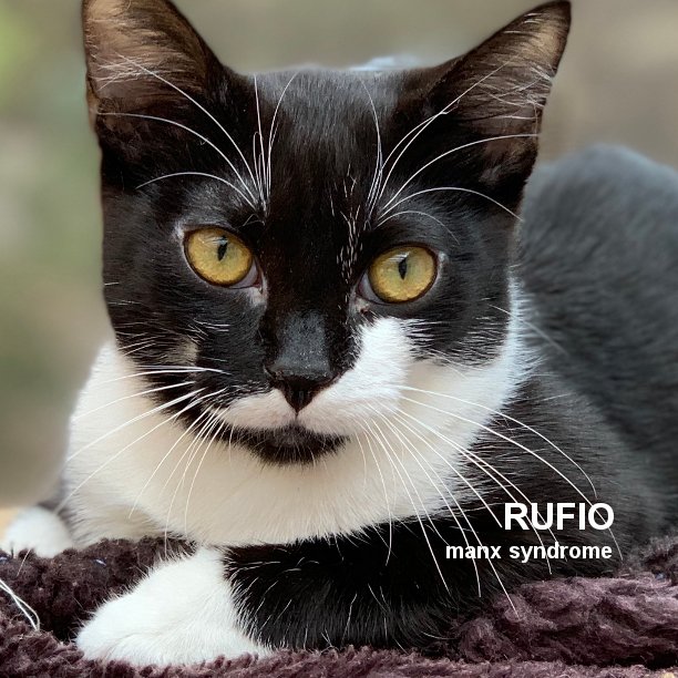 BLACK (& WHITE) CAT FRIDAY! Rufio is 4 years 1 month-old and, except for poop presents, is a normal, healthy, playful, active kitty who loves laps and attention (and those spring toys... LOVES those spring toys!). #snapcats #specialneedscatrescue #blackcatfriday #manx