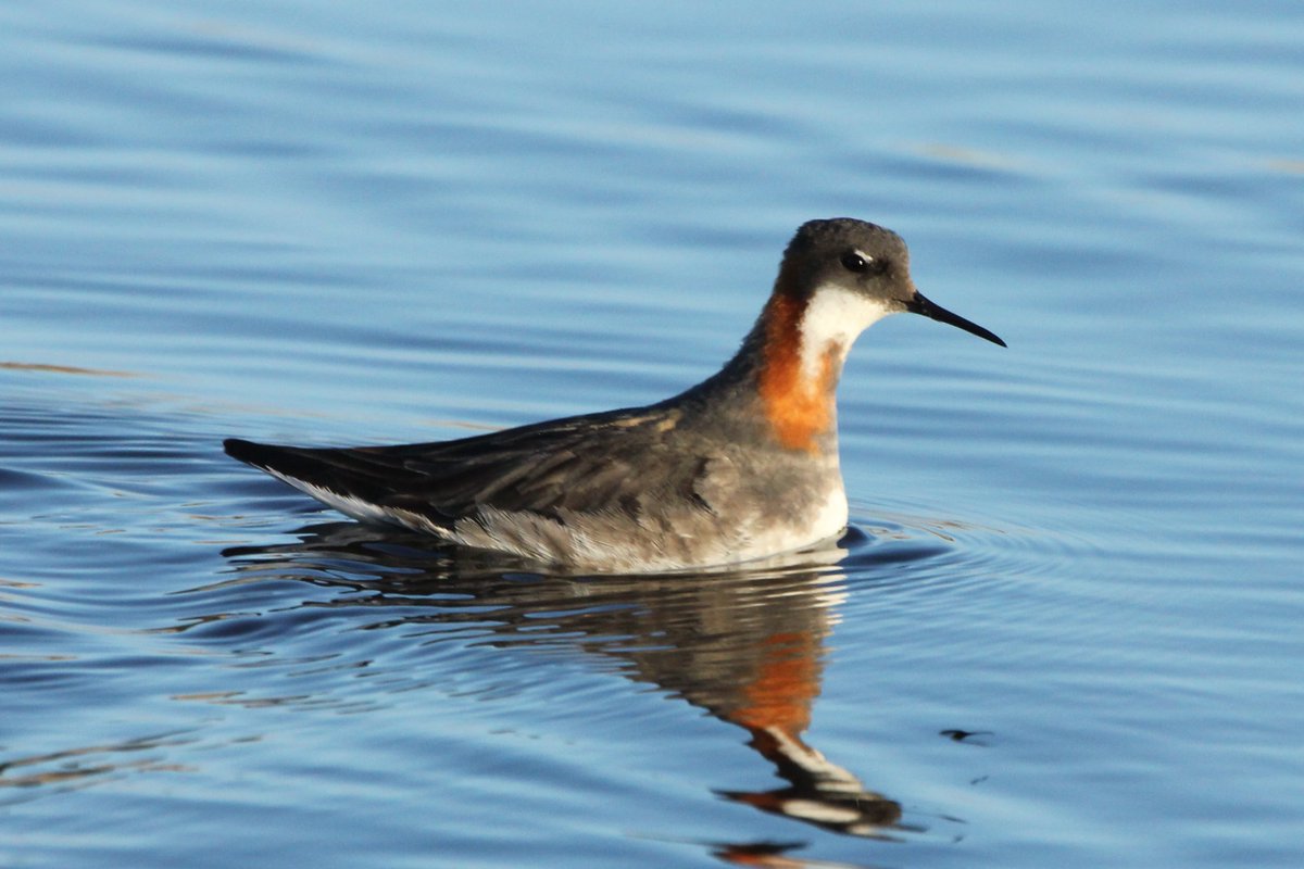 3phalaropes tweet picture