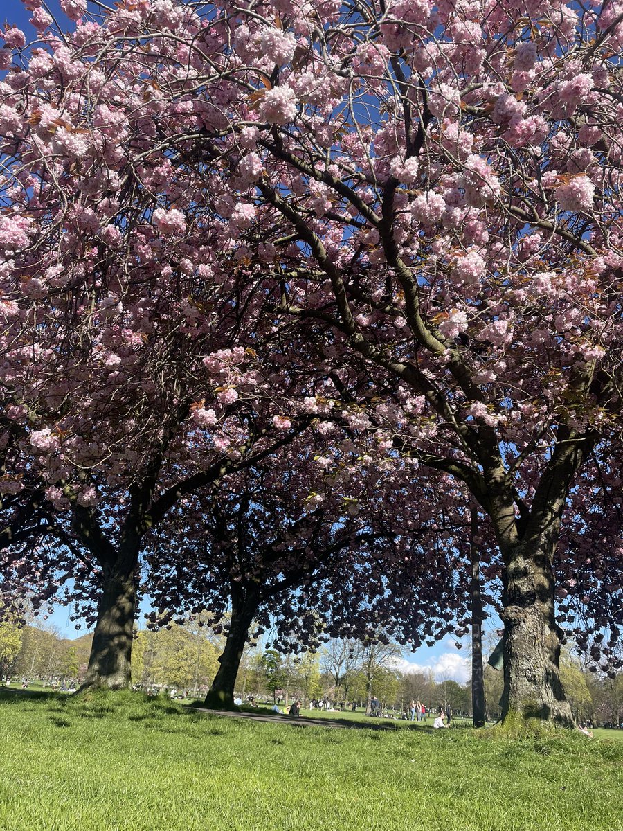 Whooping cough sucks, the blossom helped 🌸🌸🌸