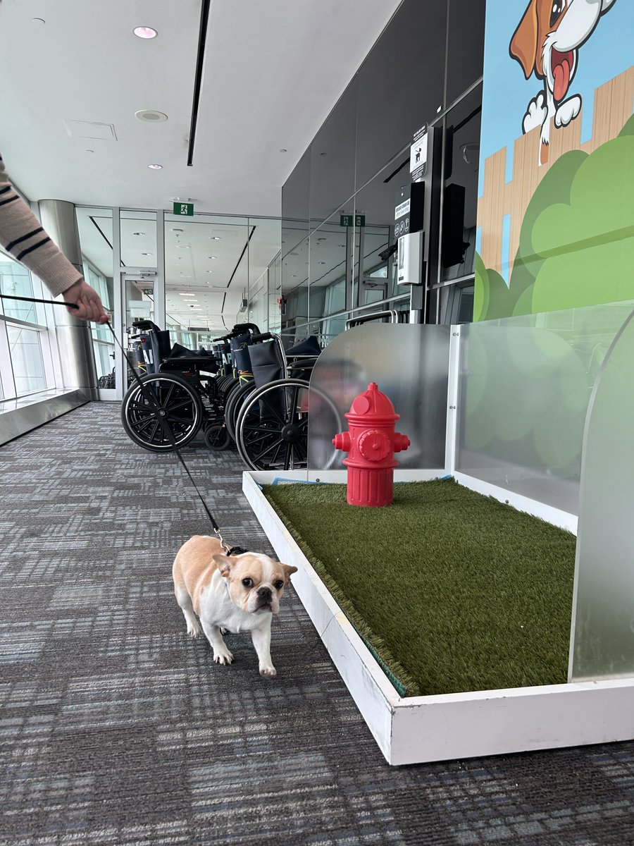 Was your four-legged family member invited on vacation? 🐕 We have pet relief areas throughout the Terminals. Find out more: bit.ly/3R51fiJ