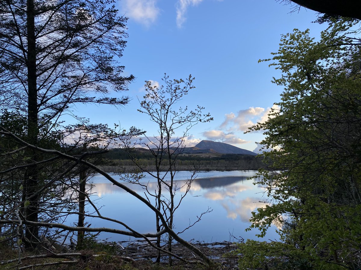 Perfection! Muckish mountain looming over Ards Forest park.