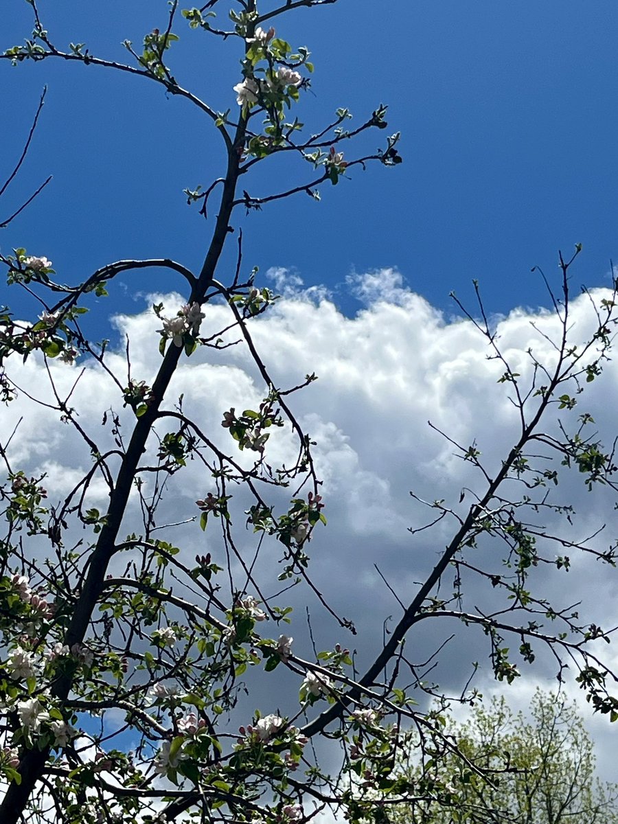 After seeing multiple weather reports from @BianchiWeather and @MattMakens on the amount of rain (2”+) expected tomorrow, I just finished cleaning all the gutters and downspouts out around our and our elderly neighbors homes. #cowx #Boulder