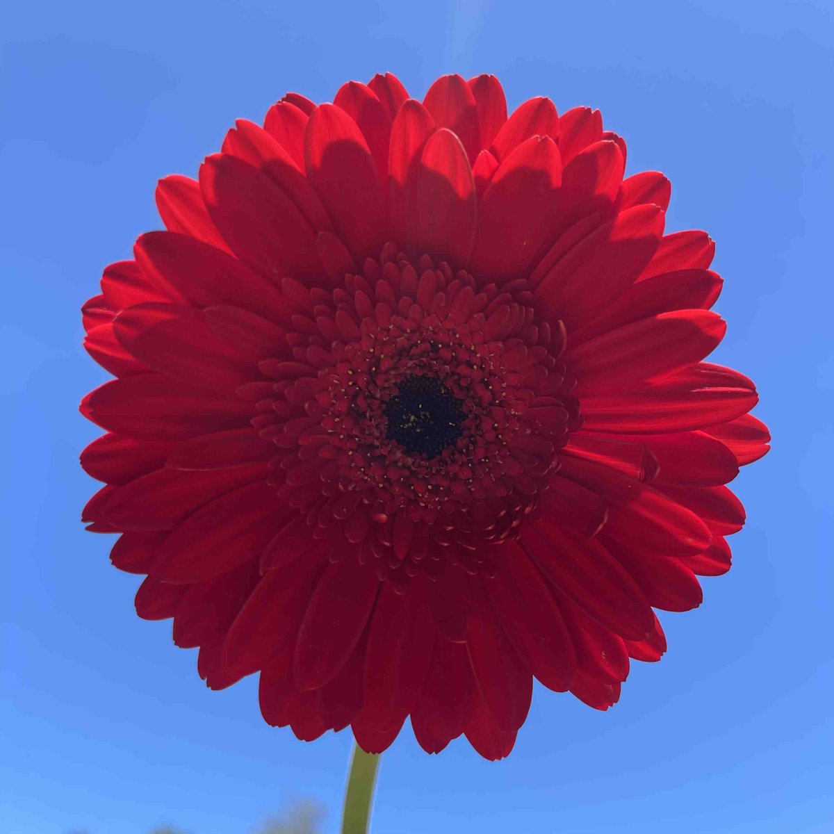 Check out this bright red beauty! ❤️ “Dynamic” gerbera daisy from Canada. . . #steinflorist #steinyourflorist #flowers #florist #flowershop #floristry #shopsmall #shoplocal #smallbusiness #phillyflorist #philadelphiaflorist #NJflorist #gerbera #gerberadaisy #daisy #dynamic