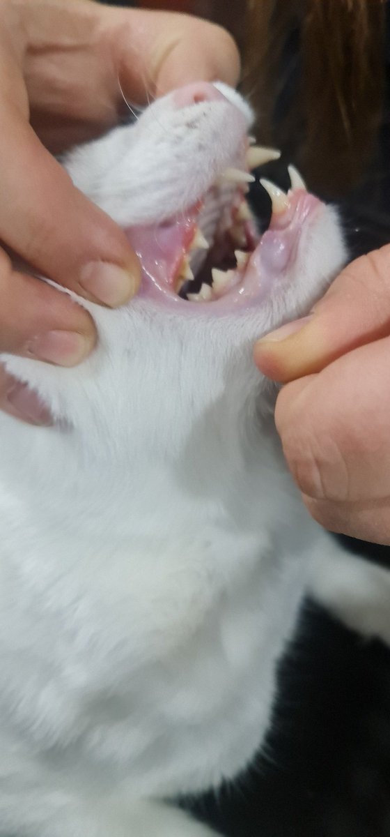 Angel has a gastrointestinal issue called Stomachits He will be staying at the hospital for antibiotic IV This issue effected his teeth & he needs some removed Surgery will be at the begining of the week Help is desperately needed for his surgery & care Paypal.me/catswithnohope