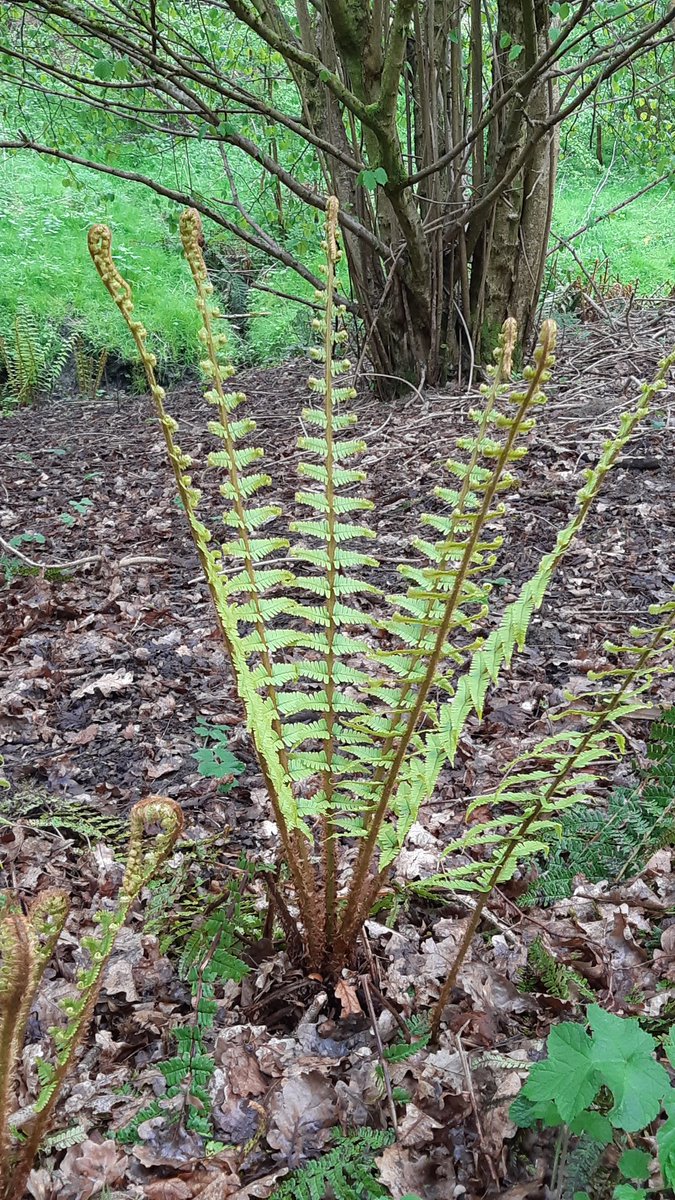 Lovely to see Scaly Male Fern (Dryopteris affinis) bursting from the ground like fireworks in a damp Lincolnshire woodland this week. @BSBIbotany @Love_plants @LincsNaturalist @LoveLincsPlants @wildflower_hour