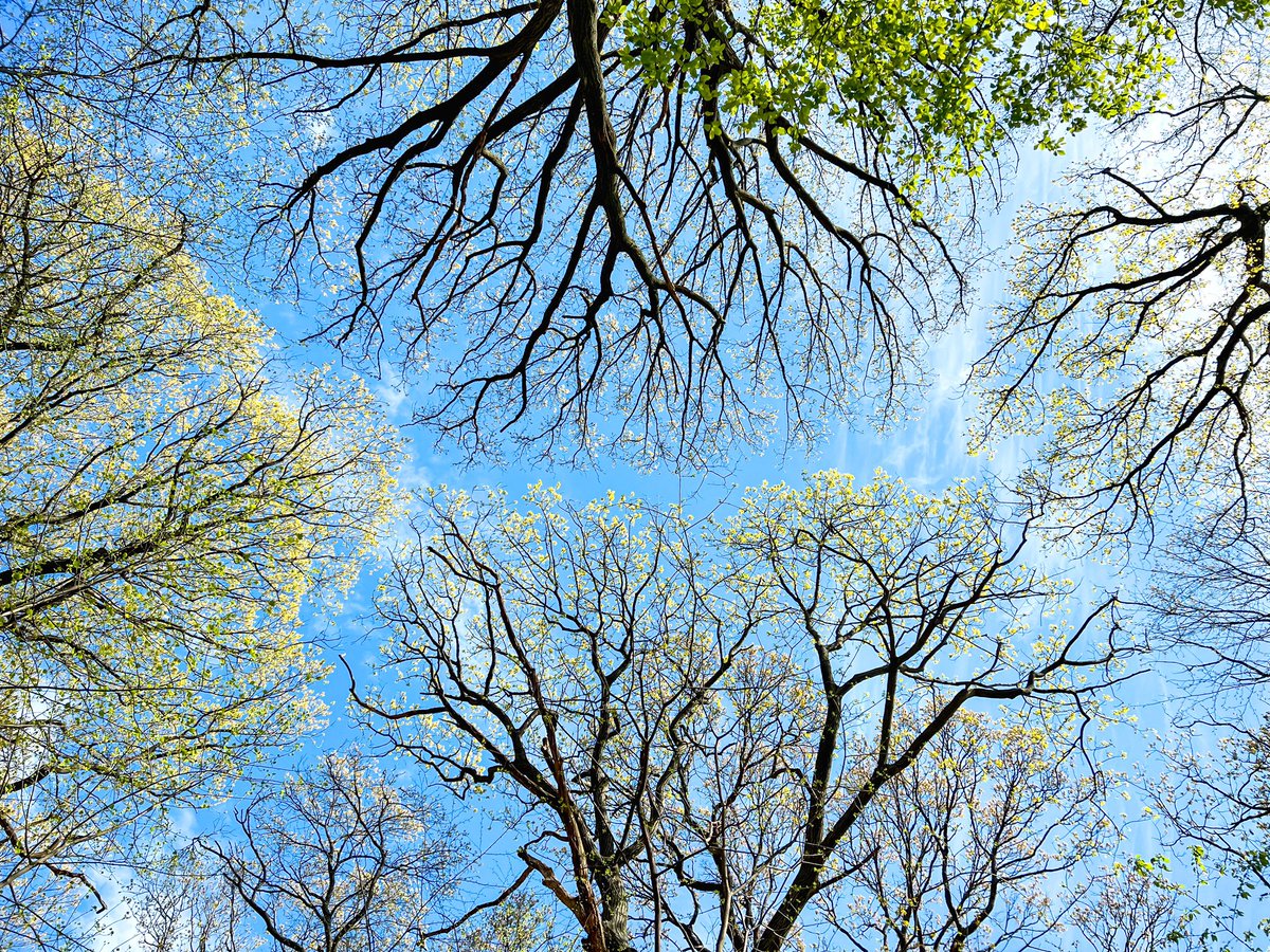 Looking up at early spring growth and some crown shyness at Forest Park, Queens County 🌳 Happy #ArborDay #ArborDay2024