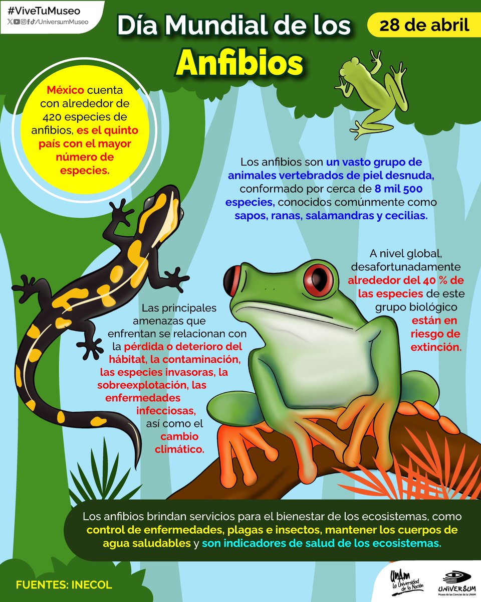 #UnDiaComoHoy es el Día Mundial de los Anfibios 🐸

¿Conoces cuántas especies hay en México? 👀 Entérate 🤓👇🏽

#ViveTuMuseo