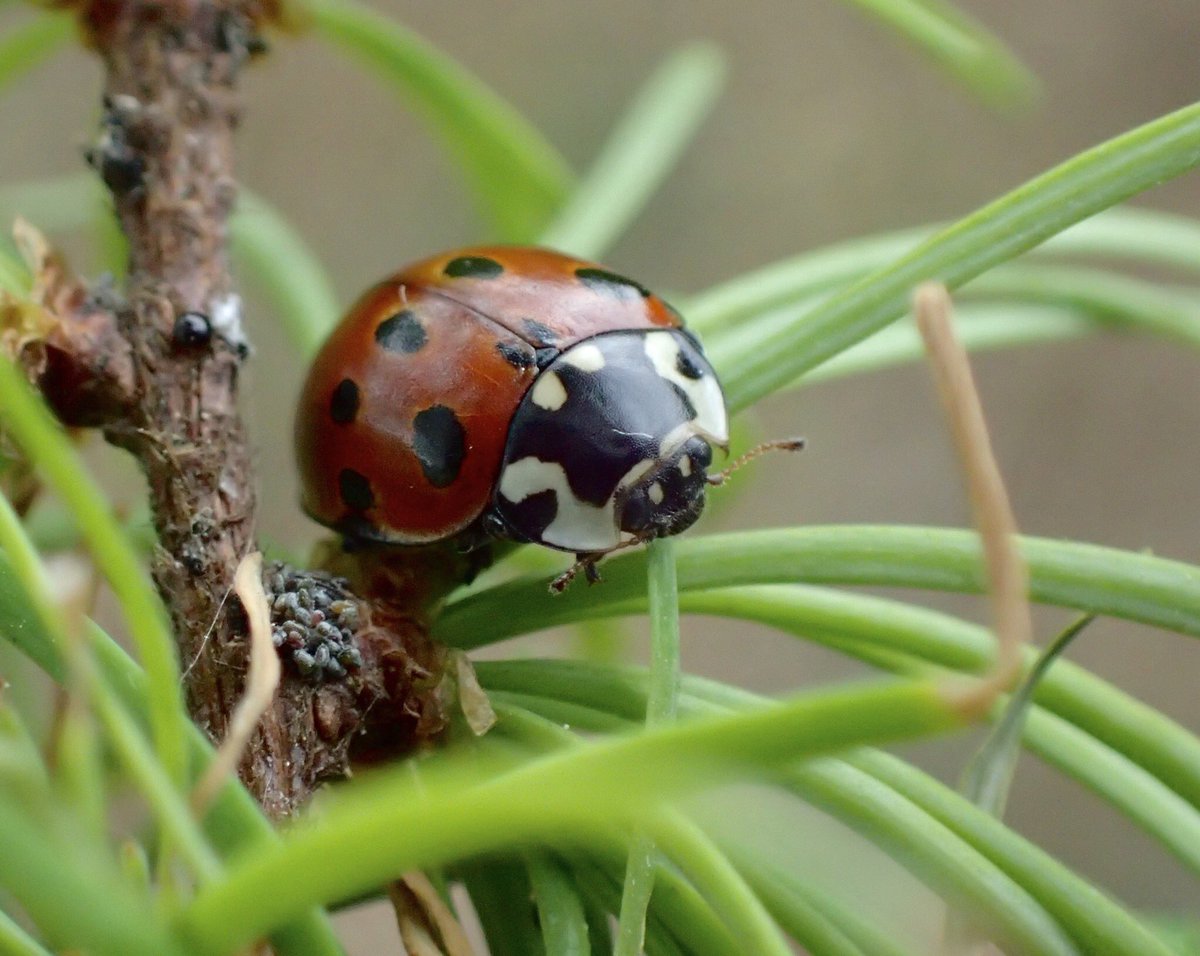 vc40ladybirds tweet picture