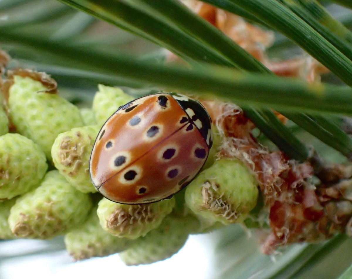 Was pleased to find 3 beautiful Anatis ocellata (Eyed Ladybird) this afternoon! One on Cherry, one on Larch, and one on Pine! #VC40Ladybirds