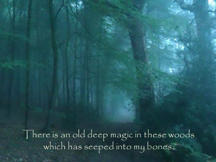 #intothewoods #ancienttrees #forestbathing #magick #5d #druidry #earthmagick #forestfloor #forestmagic #forestspirits #otherworld #forestwitch #amanita #deepforest #foggyforest #darkwoods #deepmagic #oldmagic #wearenature #deepinthewoods #forestmagick #oldmagick #deepforestmagick