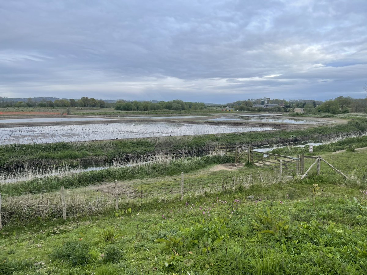 Another look at the @Conningbrook Lakes Wetland area this evening: 6 LRPs (!!!), 1 Lapwing, male Yellow Wagtail still with the Pied flock, 1 Swift, 1 Sand Martin and plenty of Swallows & House Martins, 2 Little Egrets and at least 4 Grey Herons. A rare soon… surely. 👍🤞