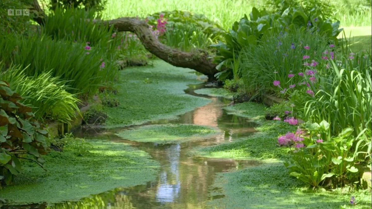 I very much enjoyed the wonderful wisdom of Ron James and his Buckinghamshire garden on tonight's #GardenersWorld. What a fabulous display of primulas, persicaria & irises twixt those verdant streams? Thank-you #FrancesTophill & @GWandShows