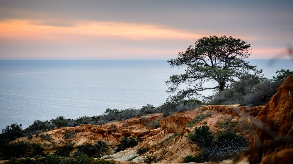 #ArborDay is a tree-mendous time to celebrate San Diego’s trees! #SanDiego is home to the Torrey Pine, which is the rarest native pine tree in the US! In addition to sprucing up our city, trees provide oxygen, remove pollution, and cool our neighborhoods. 🌲