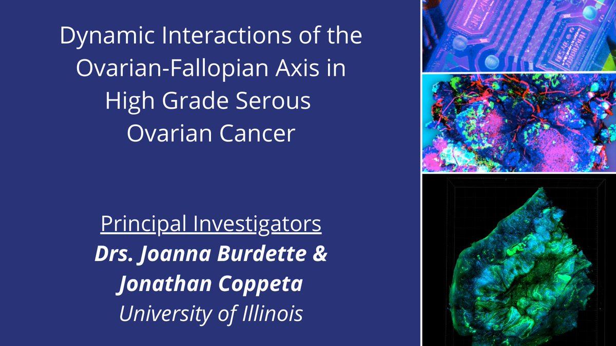 Researchers @Illinois_Alma #CancerTEC are generating models of the fallopian-ovarian interaction to examine key aspects of tumor initiation and progression in high grade serous #OvarianCancer (#HGSOC). cancer.gov/about-nci/orga…