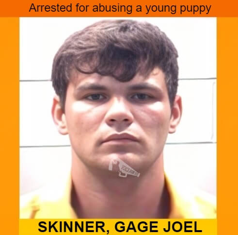 - Mississippi, USA -
GAGE JOEL SKINNER arrested for abusing a young puppy
voiceforus.com/post/gage-joel…

#VoiceForUs #AnimalCruelty #AllLivesMatter #deathpenalty #stopanimalcruelty #StopAnimalAbuse #animaux #animales #Mississippi #animalabuse #animalabusers #evil #cruel #perros