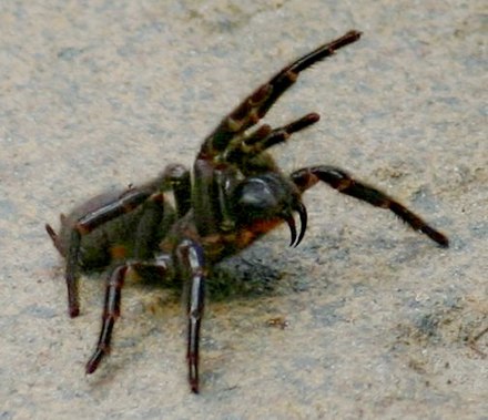 Das Männchen der Sydney-Trichternetzspinne (Atrax robustes) gehört nicht nur zu den giftigsten Spinnen der Welt, sondern ist zusätzlich auch noch sehr angriffslustig. Der Biss ist so kräftig, dass er Zehennägel durchbohren kann. Auch diese Gift wird in der #Homöopathie verwendet.