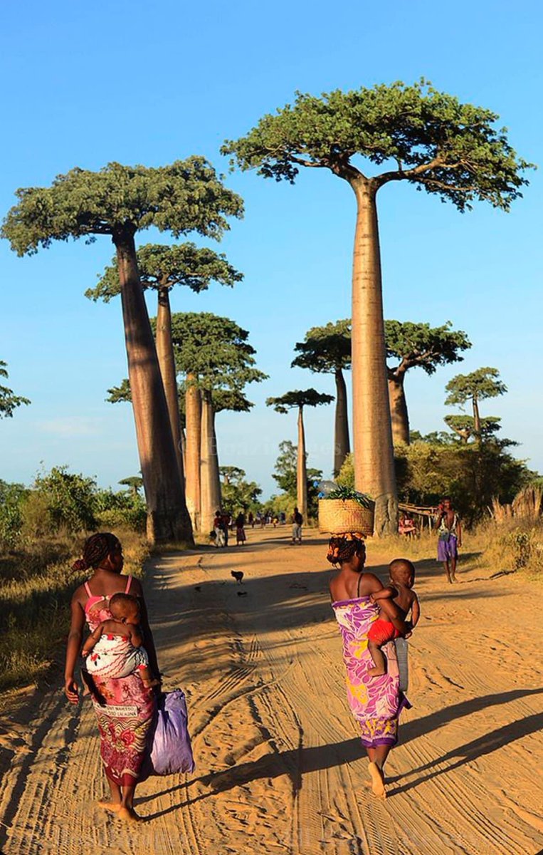 Beautiful Baobab Avenue, Madagascar 🇲🇬