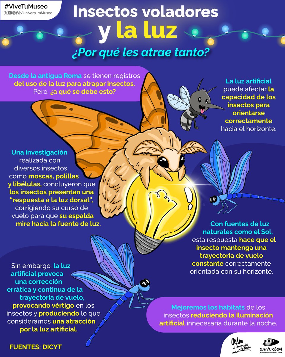¿Los insectos van a la luz? 👀🐝💡

Checa esta interesante información 🤓👇🏽

#ViveTuMuseo